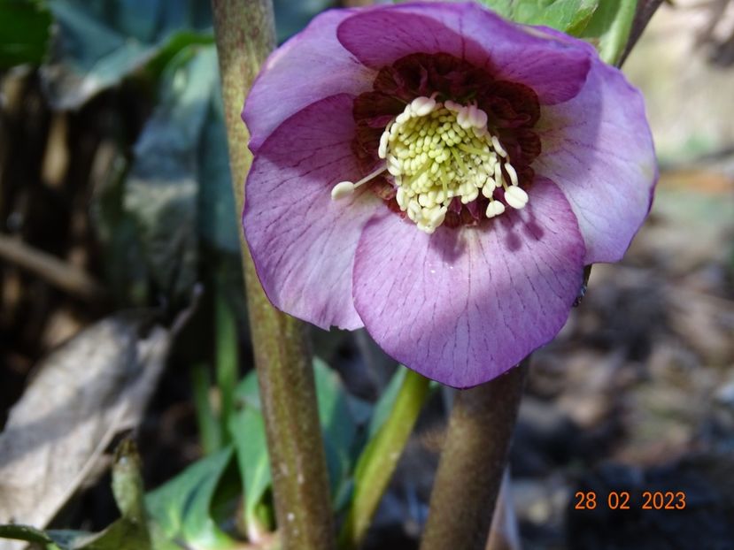 Paris in Pink - Helleborus 2023