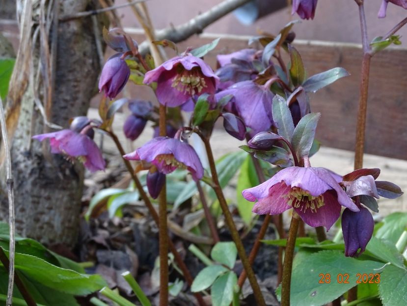 orientalis - Helleborus 2023