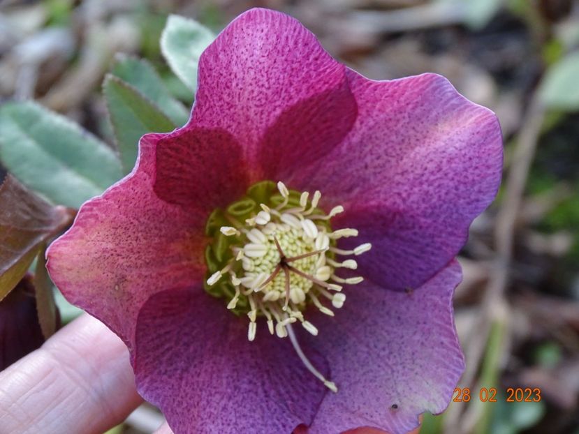 seedling - Helleborus 2023