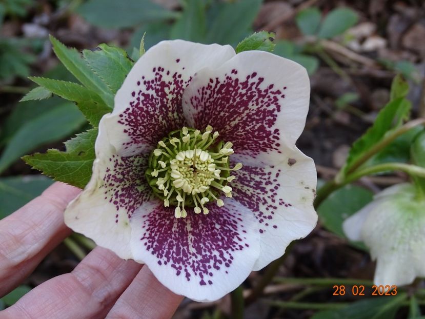 White Spotted - Helleborus 2023