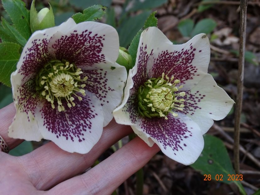 White Spotted - Helleborus 2023
