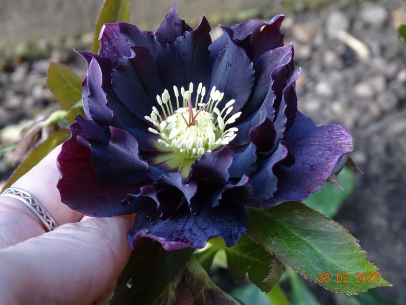 Double Ellen Purple - Helleborus 2023