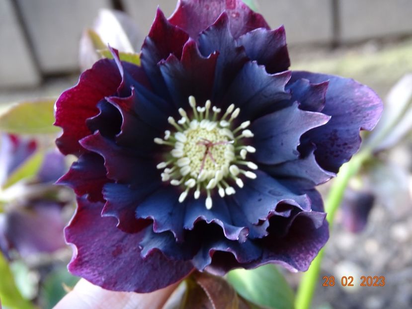 Double Ellen Purple - Helleborus 2023