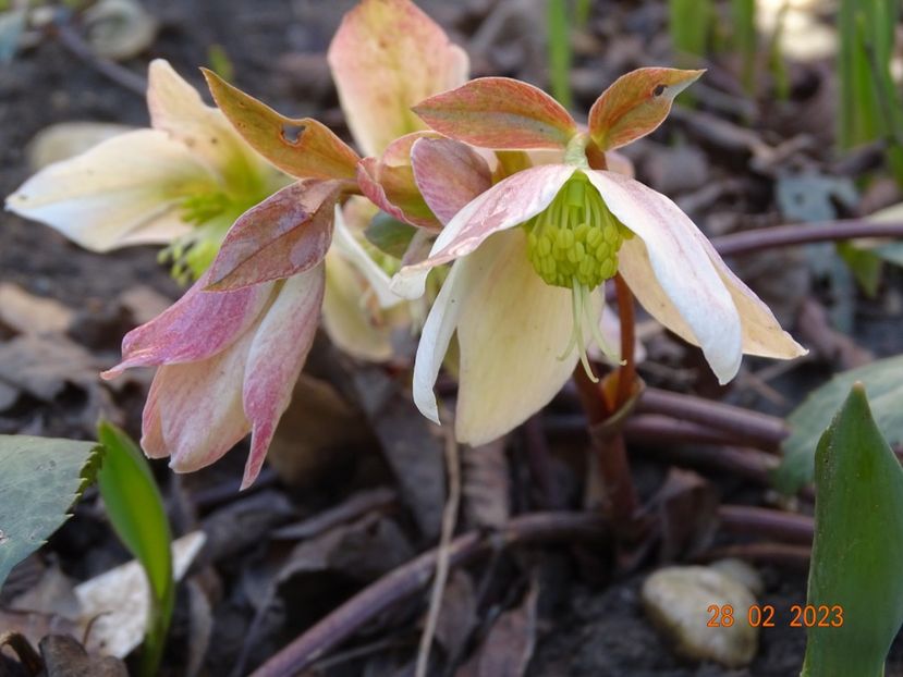 Winter Star - Helleborus 2023