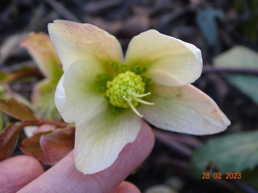 Winter Star - Helleborus 2023