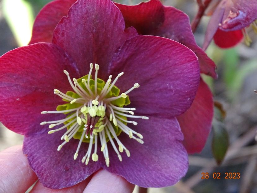 Anna's Red - Helleborus 2023