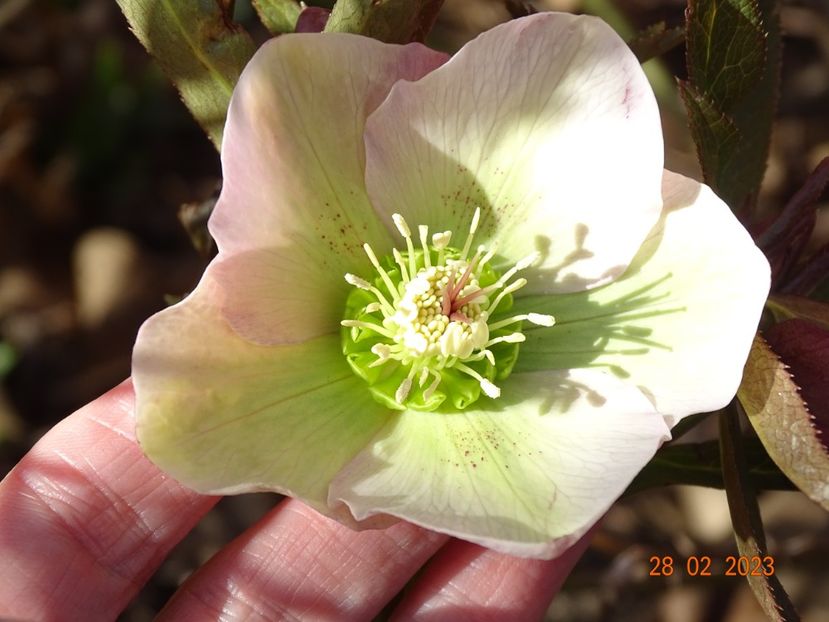 seedling - Helleborus 2023