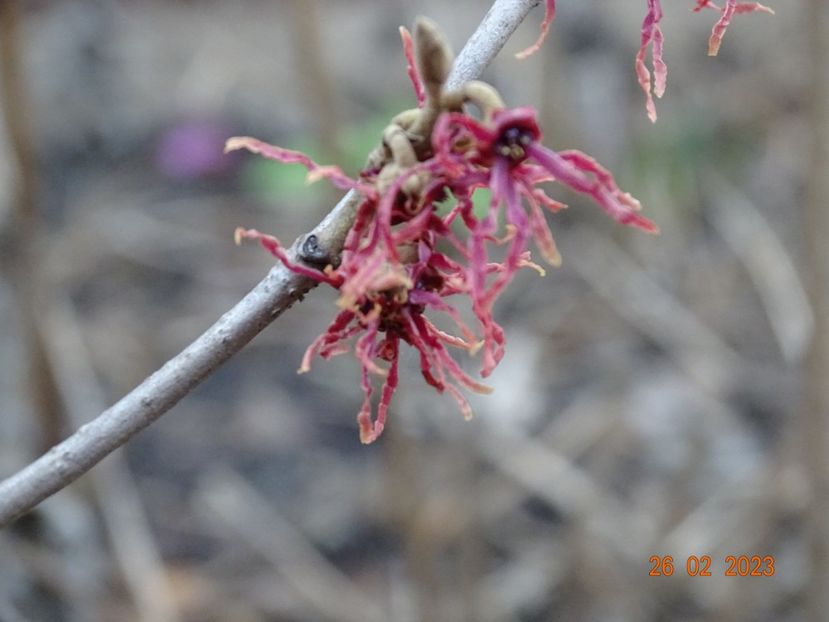 hamamelis Birgit - Copacei si arbusti 2023