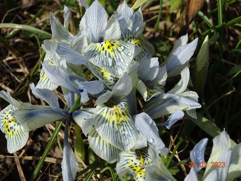 Katharine Hodgkin - Irisi 2023