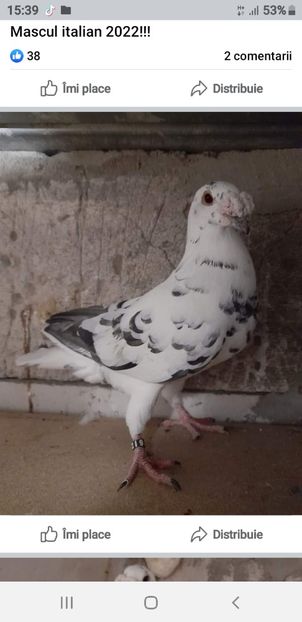 Screenshot_20230227-153912_Facebook - Porumbei 2022