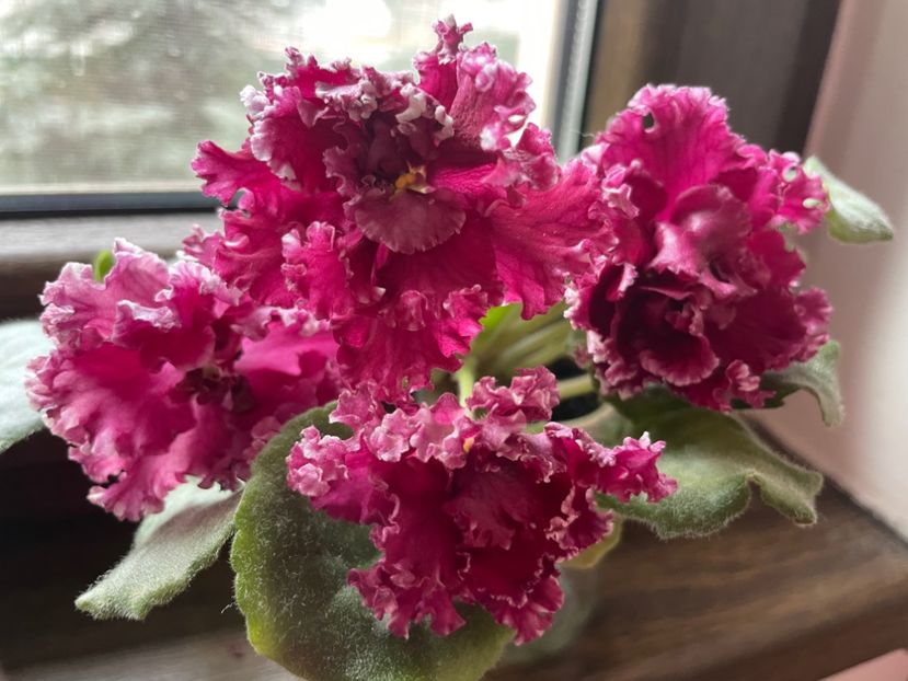 D62AEDE7-F267-49CA-80BA-CA8B734F324A - 001 Violete 2023-2024