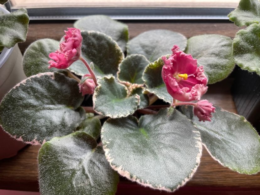 AAF53C53-E5AA-4F13-9894-A9A413F2FAFD - 001 Violete 2023-2024