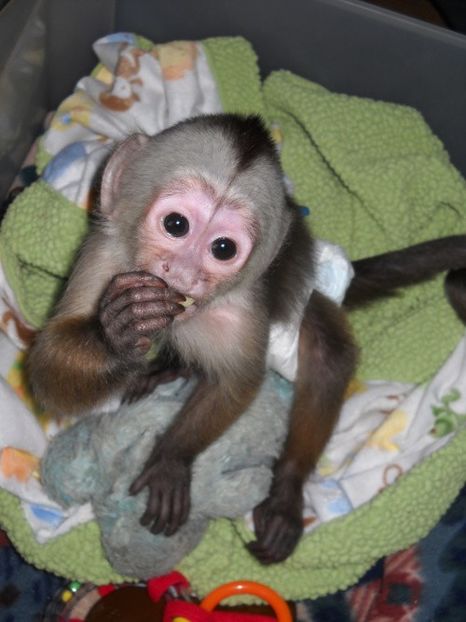 capuchin-monkey-for-sale - Maimuță capucină de vânzare