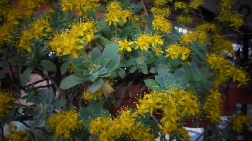 Sedum compressum - Splendori in gradina