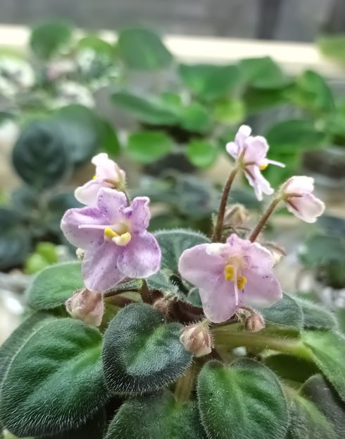  - Rob s Combustible Pigeon zzz