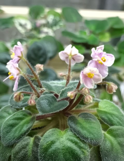  - Rob s Combustible Pigeon zzz