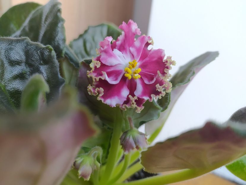 1 martie 2023 - KO Petushok Zolotoj Grebeshok