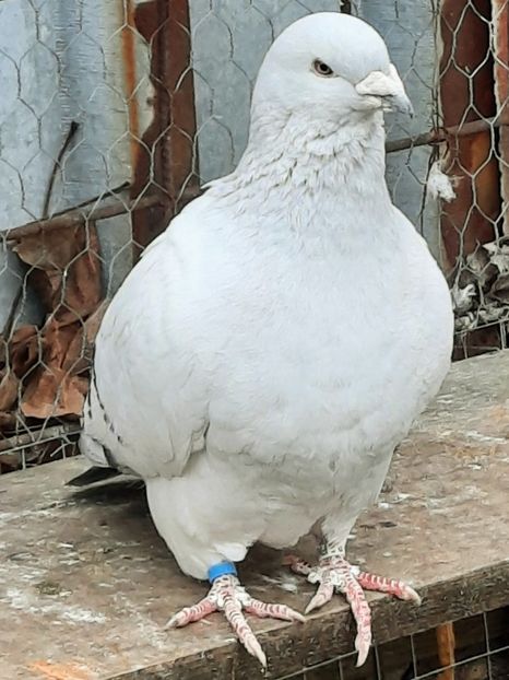  - MATCĂ 2023