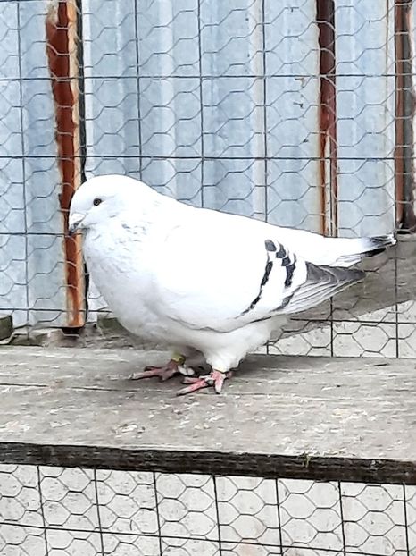  - MATCĂ 2023