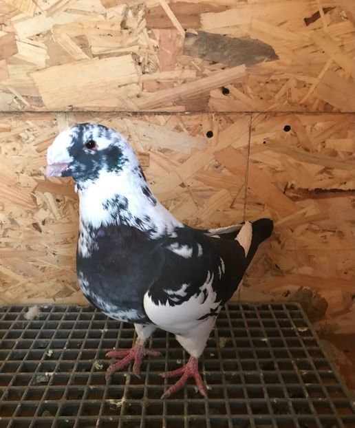 M2021 - Porumbei vanduti 2017-2025