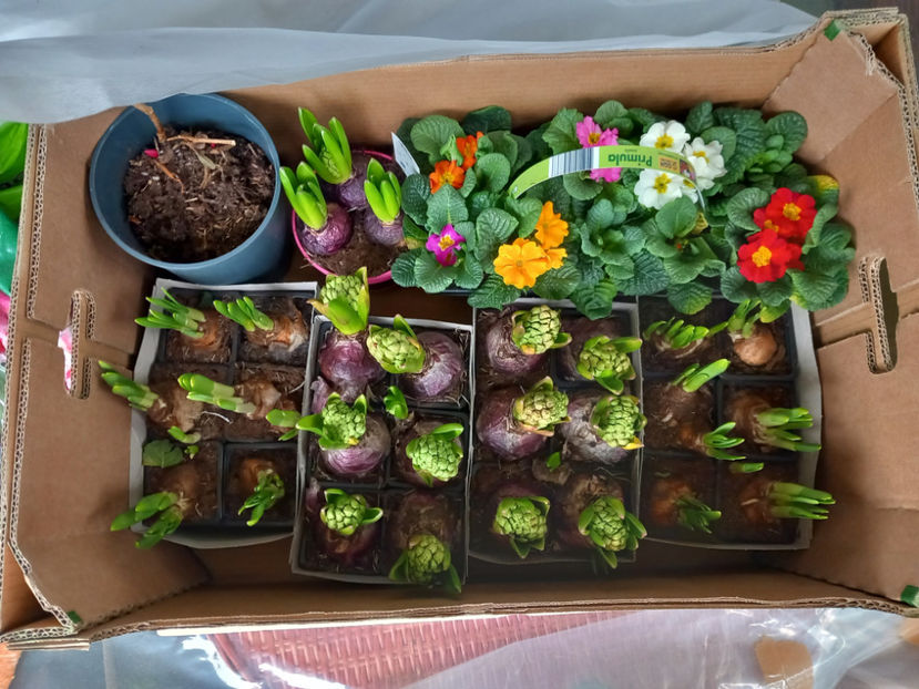 In asteptare! - 2022 - 04 - 2023 - 00 - Iarna