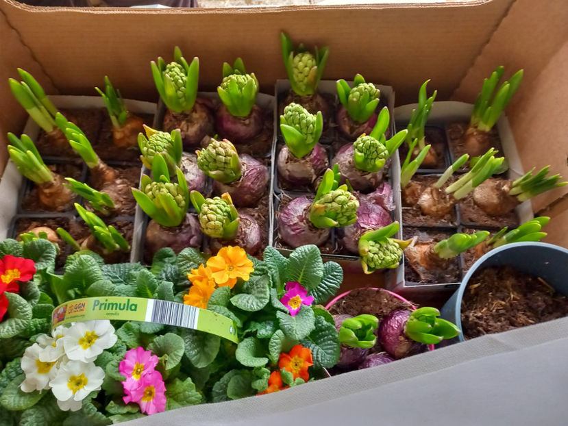  - 2022 - 04 - 2023 - 00 - Iarna