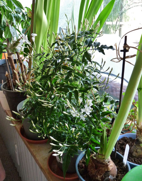 La caldurica! - 2022 - 04 - 2023 - 00 - Iarna