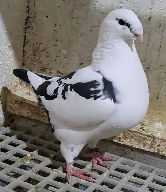 F 2022 - Porumbei vânduți!