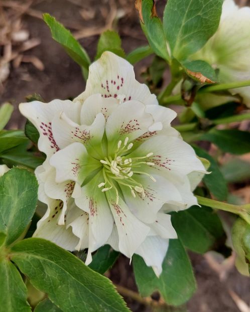 2 03,helleborus double ellen white spotted - 2023 feb martie aprilie