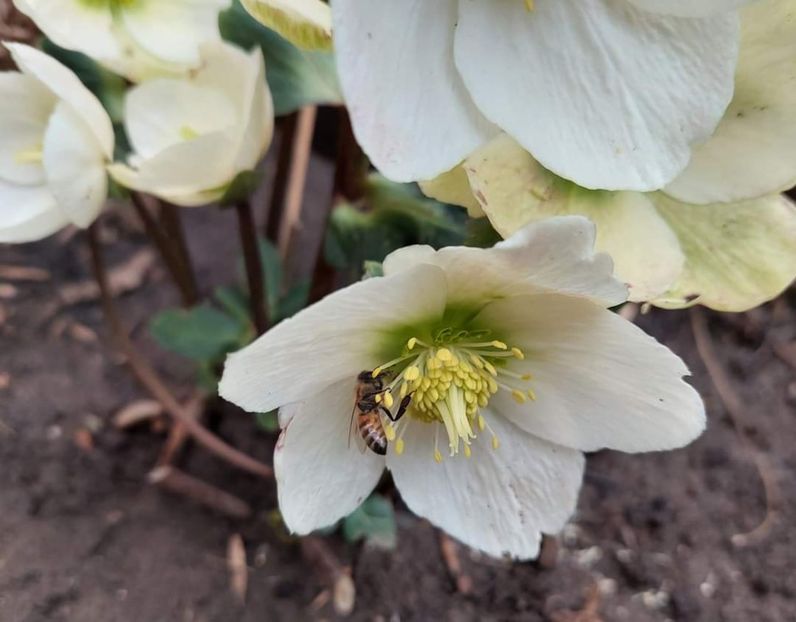 helleborus gold collection frosty - 2023 feb martie aprilie