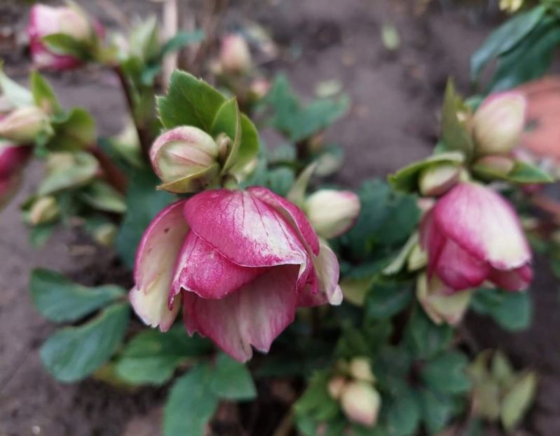 helleborus Ice N’ Roses CARLOTTA - 2023 feb martie aprilie