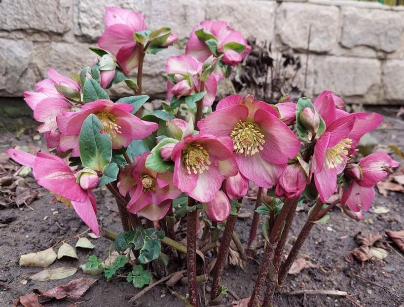 helleborus Ice N Roses Rose - 2023 feb martie aprilie