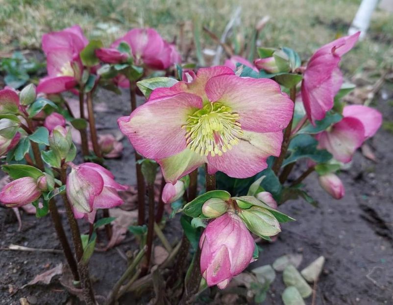 helleborus Ice N Roses Rose - 2023 feb martie aprilie