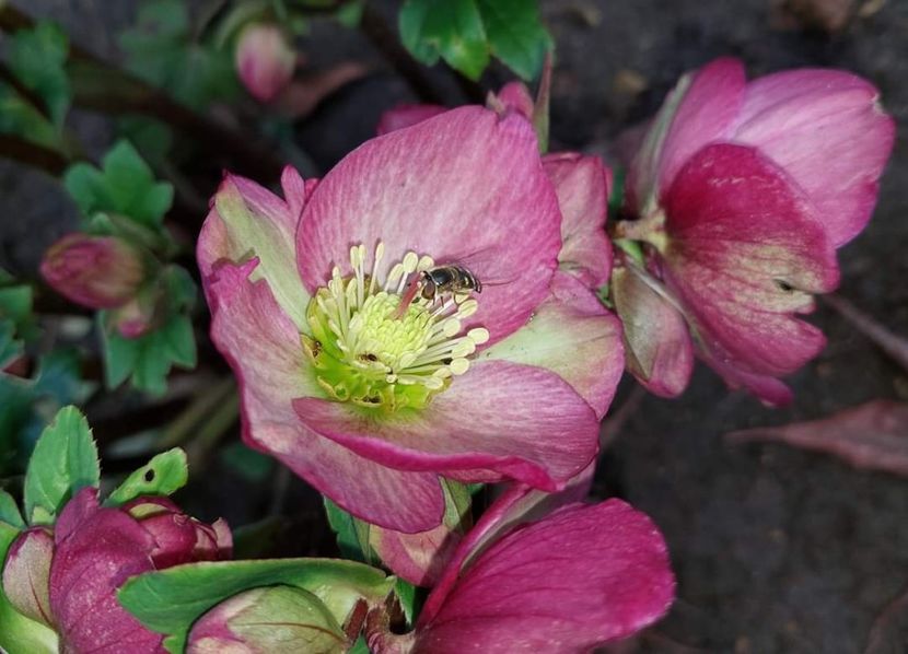 helleborus Ice N Roses Rose - 2023 feb martie aprilie