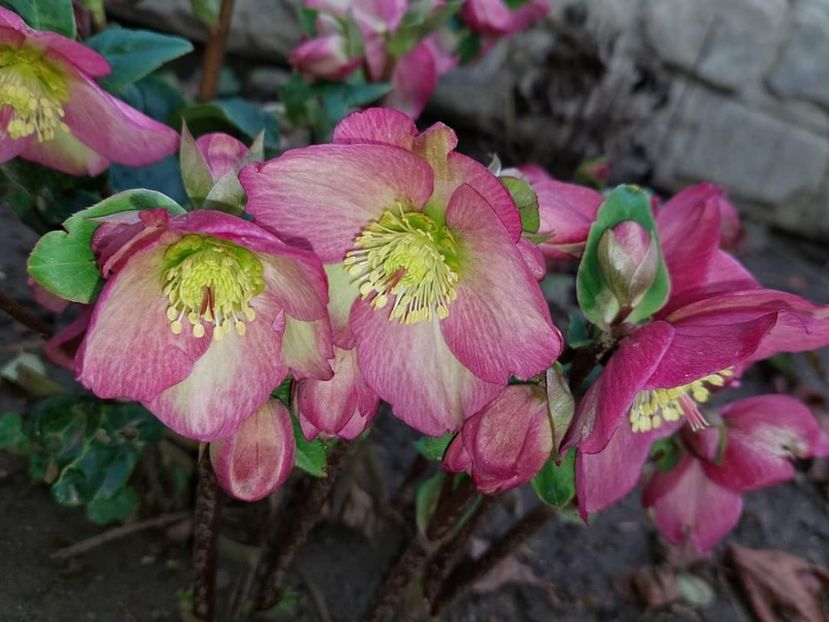 helleborus Ice N Roses Rose - 2023 feb martie aprilie