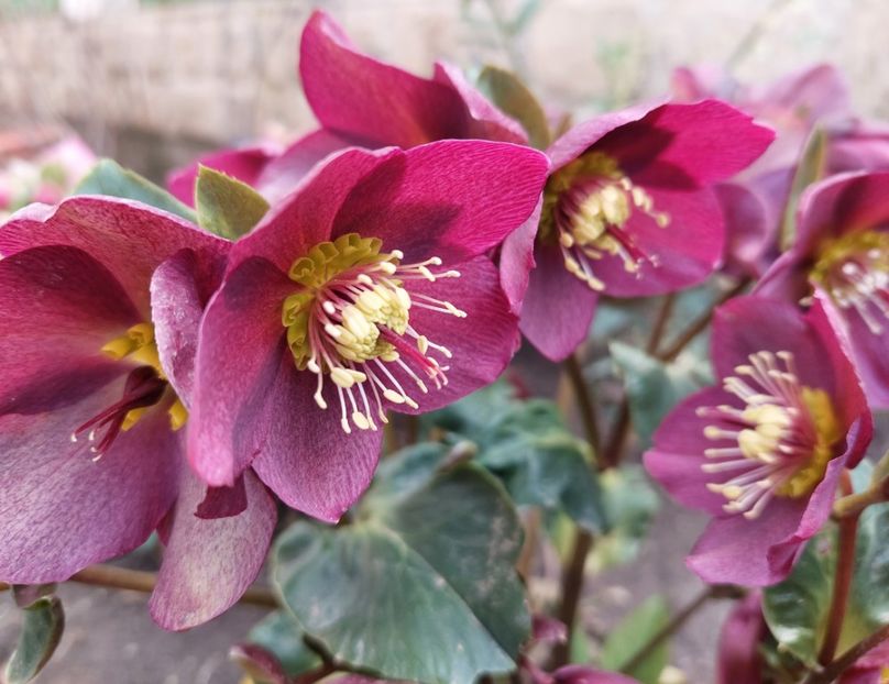 helleborus Ice N Roses Red - 2023 feb martie aprilie