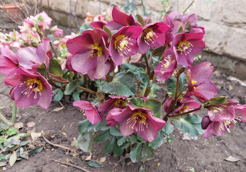 helleborus Ice N Roses Red - 2023 feb martie aprilie