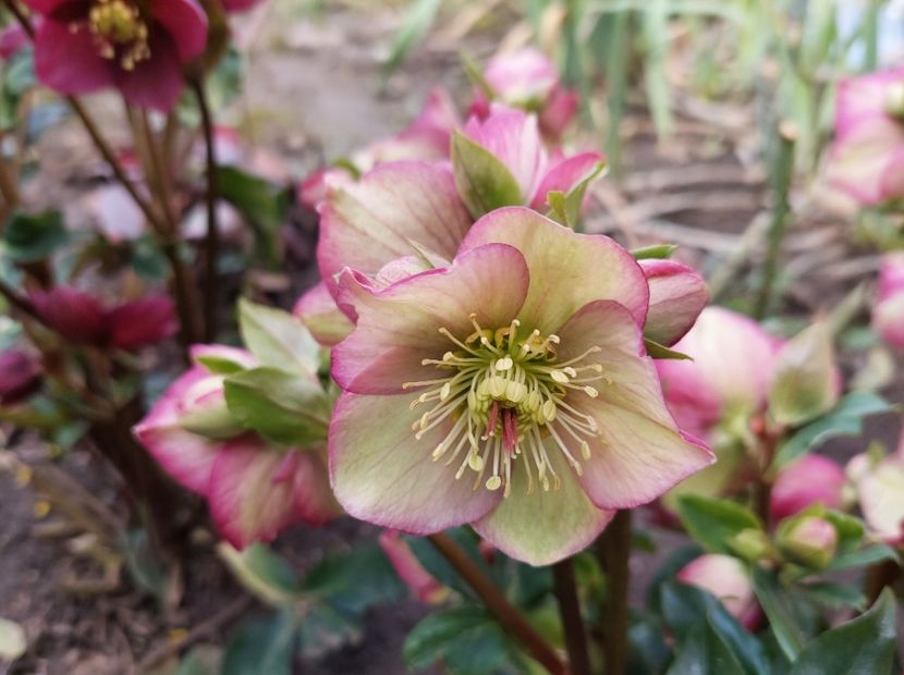 helleborus Ice N’ Roses CARLOTTA - 2023 feb martie aprilie