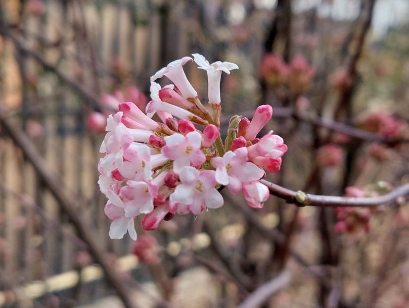 viburnum bodnantense - 2023 feb martie aprilie