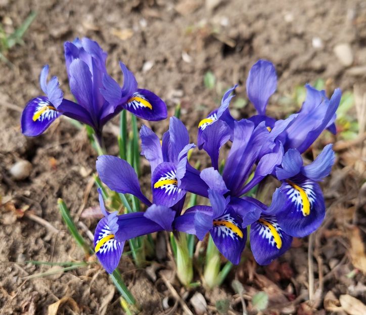 iris reticulata harmony - 2023 feb martie aprilie