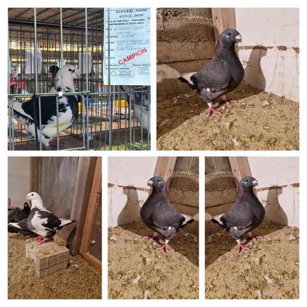 GridArt_20230302_220143193 - Perechi 2023