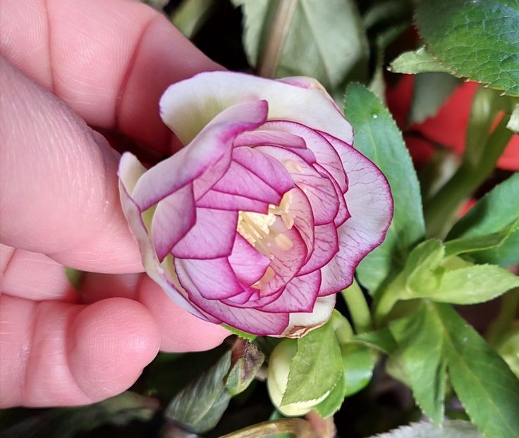 Helleborus Quintessa Coral - 2023 feb martie aprilie