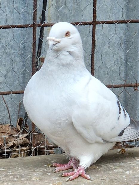  - MATCĂ 2023