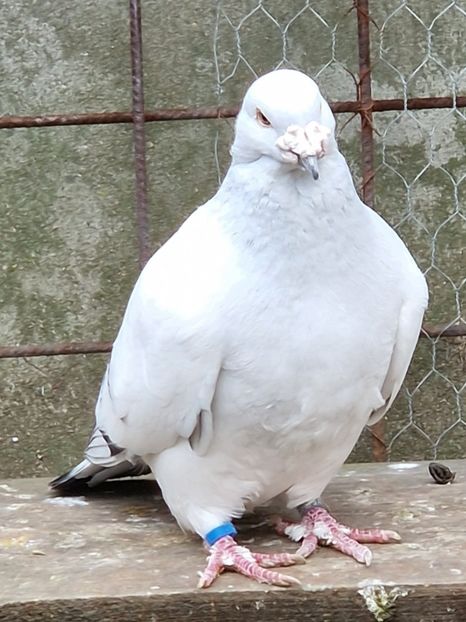  - MATCĂ 2023