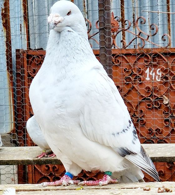  - MATCĂ 2023