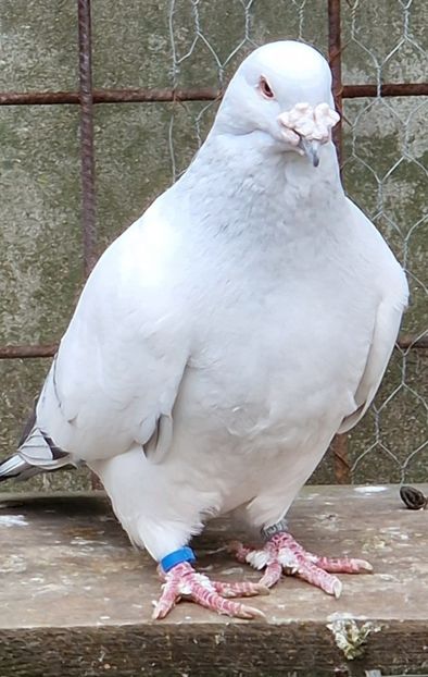  - MATCĂ 2023