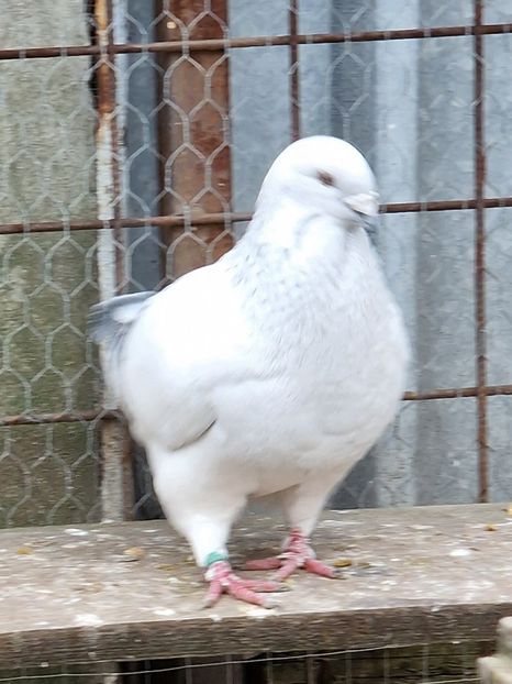  - MATCĂ 2023