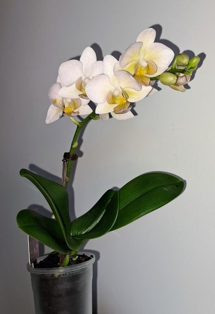 Burgundy Champagne - Phalaenopsis 2