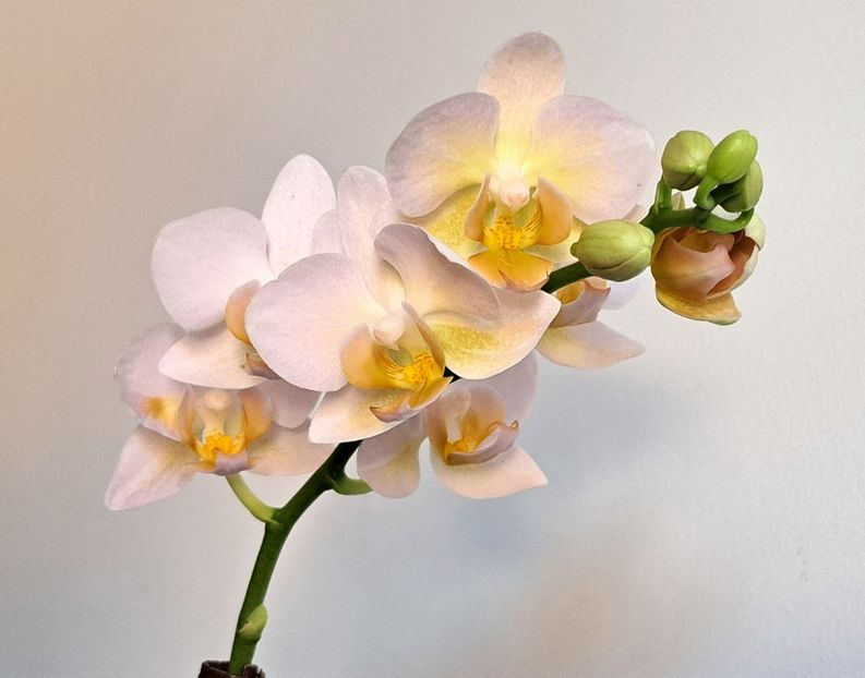  - Phalaenopsis 2
