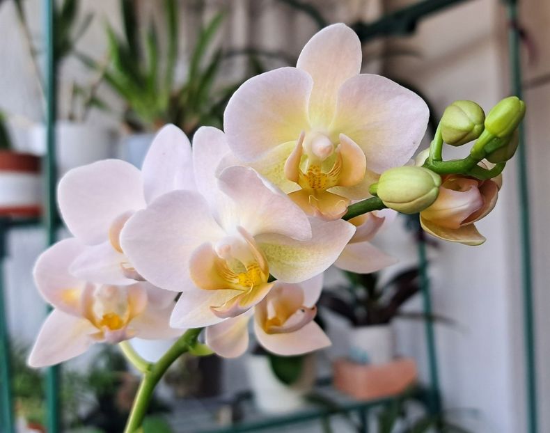  - Phalaenopsis 2